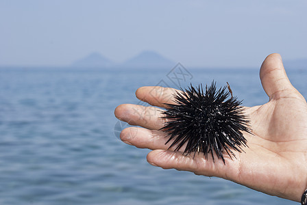 人手的海胆野生动物宏观兄弟海鲜食物美食情调异国生物学动物群图片