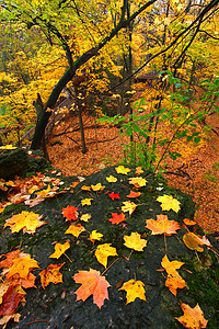 美丽的伊利诺伊州秋季风景公园岩石绿地树叶生态旅游灌木丛荒野树林叶子地形图片