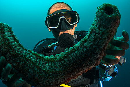 持有海参的Scuba潜水员教学岩石黄瓜指导讲师探索环境浮潜生活珊瑚图片