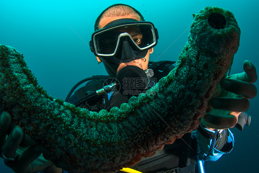 持有海参的Scuba潜水员触手环境浮潜蓝色旅游讲师生活探索潜水热带图片