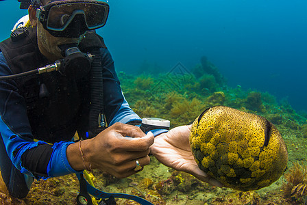 持有海参的Scuba潜水员生活旅游展示指导浮潜触手珊瑚动物探险家蓝色图片