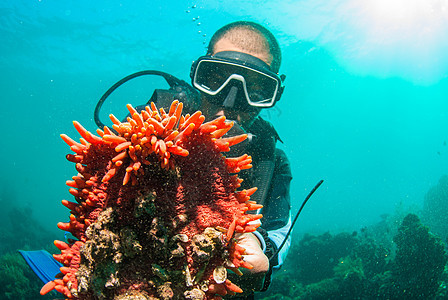 持有海参的Scuba潜水员生活娱乐岩石触手动物潜水教学探险家探索蓝色图片