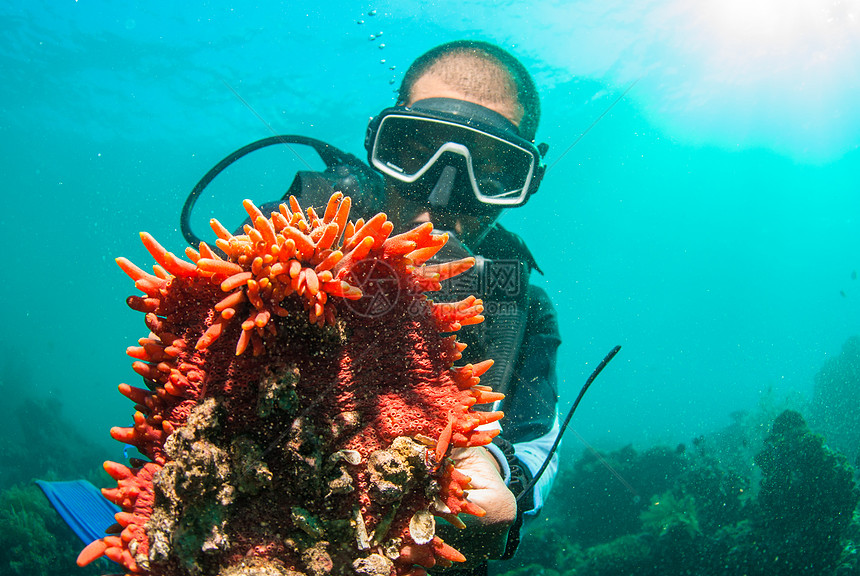 持有海参的Scuba潜水员生活娱乐岩石触手动物潜水教学探险家探索蓝色图片