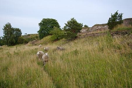 脚踏足的羊图片