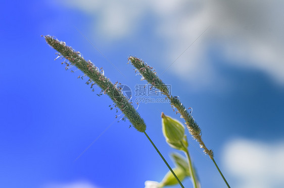 巴巴多斯种子季节草地食物农田粮食农场植物角宿太阳图片