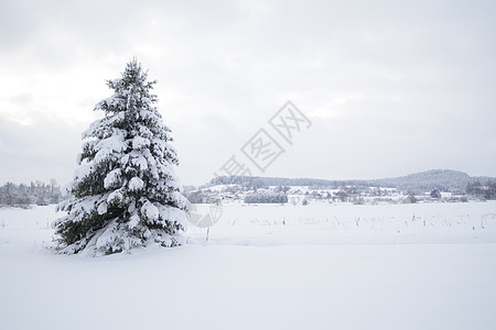 冬季雪雪地木头植物群旅行高地天空太阳降雪季节雾凇暴风雪图片