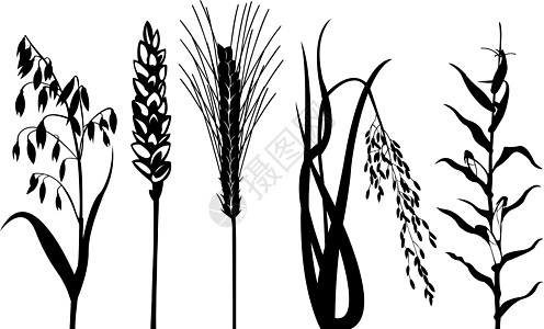 谷麦谷物团体水果玉米农业叶子大麦稻草种子粮食图片