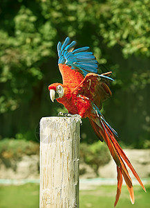 Macaw 红鹦鹉肖像动物鸟舍色彩颜色图片