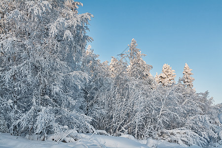 蓝天背景的冬季积雪覆盖的森林图片