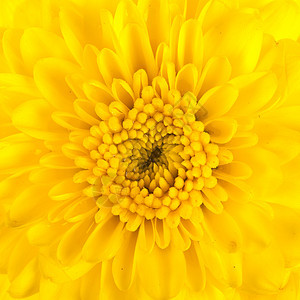 白色背景中孤立的黄色菊花Name植物学植物花瓣花束热情礼物背景图片