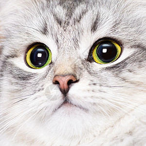 珍珠猫动物猫咪哺乳动物虎斑女性鼻子胡子宠物眼睛头发背景图片