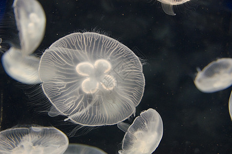 杰利海鱼 奥丽莉亚游乐场 游泳野生动物海洋水螅海蜇潜水蓝色水母黑色生物圆形图片