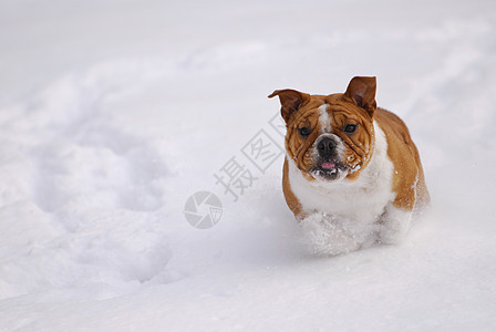 在雪中玩狗狗红色跑步橙子斗牛犬运动小狗天气英语飞跃猎狗图片