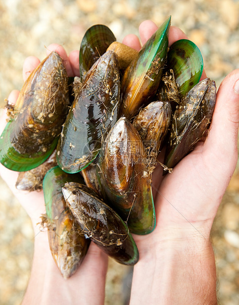 青口贻贝钓鱼壳类绿壳棕榈支撑宏观绿色美食海鲜市场图片