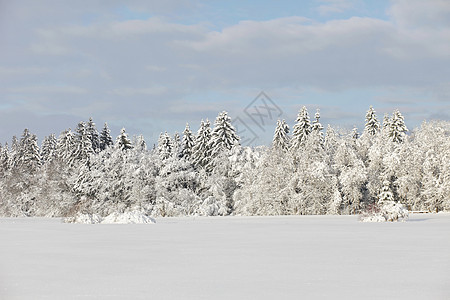 冬季雪雪地全景气候童话太阳阳光公园首脑植物群高地木头图片