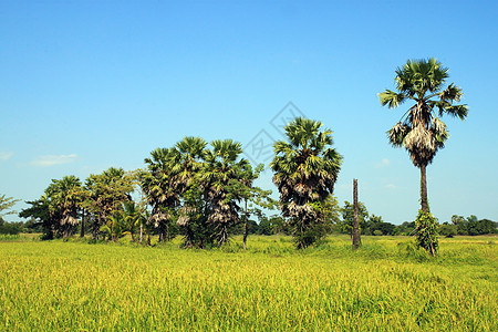 田间甘蔗棕榈树 泰国糖棕环境天空培育草地稻田季节农场花园木头图片