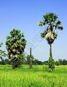 田间甘蔗棕榈树 泰国场地树林热带稻田农村培育花园食物植物农场图片