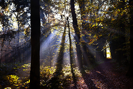 森林中的恒星太阳光束图片