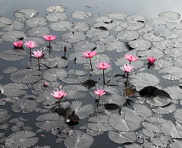 莲花池塘风景热带环境宏观百合叶子植物群植物荷花荒野花瓣图片