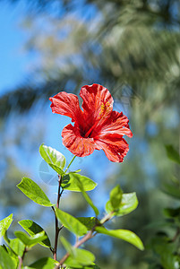 红色希比斯库花瓣天空棕榈植物群绿色热带花园花粉异国植物图片