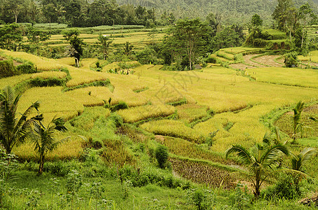 种植面积印度尼西亚自然高清图片