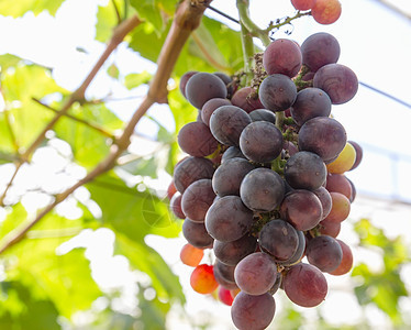 葡萄藤上的红葡萄收成生长藤蔓植物群农场水果酒厂叶子紫色植物图片