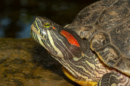 一种欧洲池塘磷化石海洋水龟动物斑点陆龟游泳宠物两栖动物爬虫乌龟图片