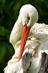 其自然栖息地中的斯托克自由动物群橙子脖子优美野生动物翅膀婴儿羽毛账单图片