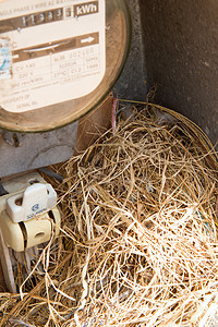 在有电表的柜子里坐着麻雀巢生态荒野电缆拨号生活活力绝缘子阅读电气控制板图片