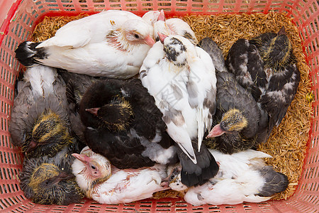 消费的鸽子在越南市场上图片