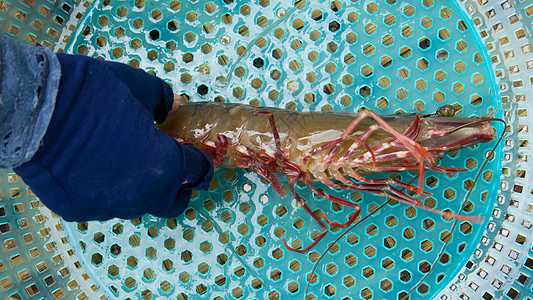 越南市场上的大型大活养虾动物盘子寿司过滤器滤器海鲜鱼片展示海洋美食图片
