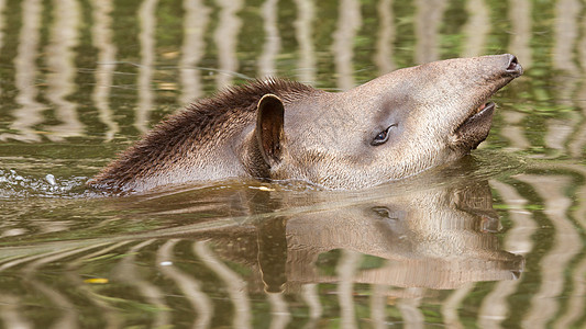 南美水中自来水龙头的剖面肖像生物椎骨哺乳动物奇蹄目脊椎动物哺乳类呼吸野人荒野游泳图片