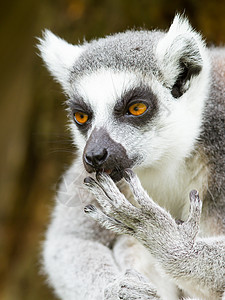 环尾狐猴(Lemur catta)清洗它的爪子高清图片