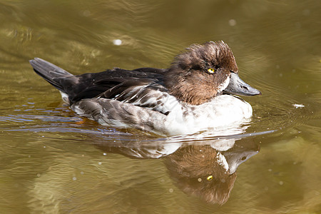 游泳母鸭 改变它的羽羽毛图片