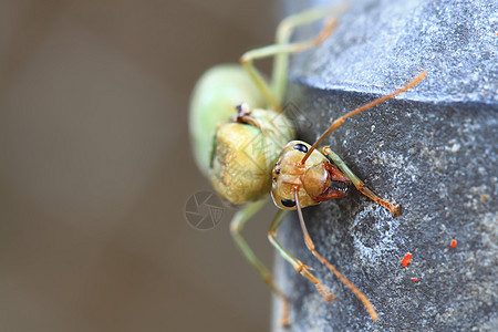 蚁后蚂蚁金服高清图片