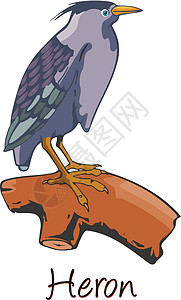 Heron 彩色说明脊椎动物动物园羽毛艺术品栖息海岸大道翅膀食肉异国图片