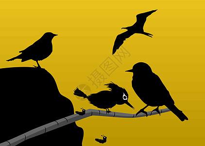 鸟类 插图黄色动物蛴螬翅膀荒野羽毛黑色飞行毛虫艺术品图片