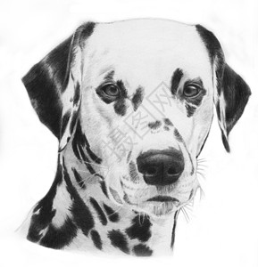 Dalmatian 插图朋友灰阶展示伴侣艺术品犬科斑点毛皮爪子食肉图片