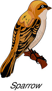 麻雀或雀科插画荒野动物石油鸟类野生动物热带动物园公司果皮绘画图片