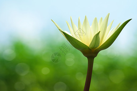 春天背景的水百合活力荷花晴天黄色桌面叶子热带绿色背景