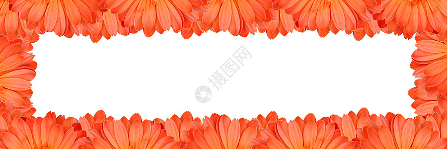 Gerbera花朵在白色背景上创建框架边界植物群植物学季节花粉植物橙子雏菊花瓣墙纸图片