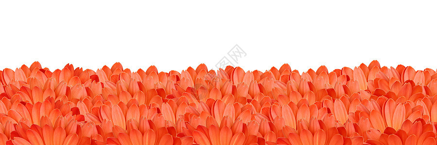 Gerbera花朵在白色背景上创建框架雏菊植物群花瓣边界花粉植物学季节植物墙纸橙子图片
