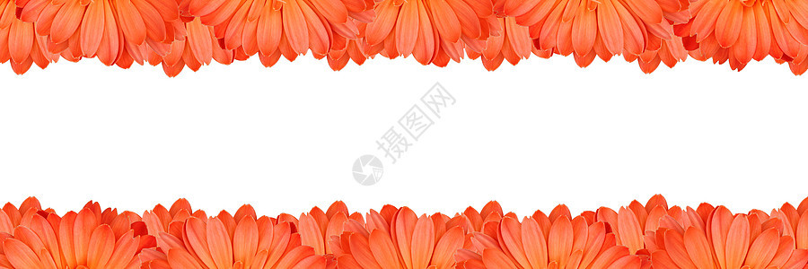 Gerbera花朵在白色背景上创建框架花粉植物学边界季节墙纸橙子雏菊格柏植物花瓣图片