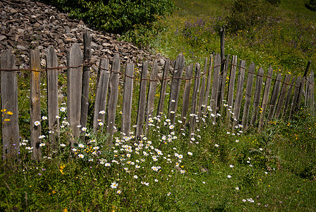喀麦隆花朵绿色植物群外壳木头甘菊栅栏高清图片