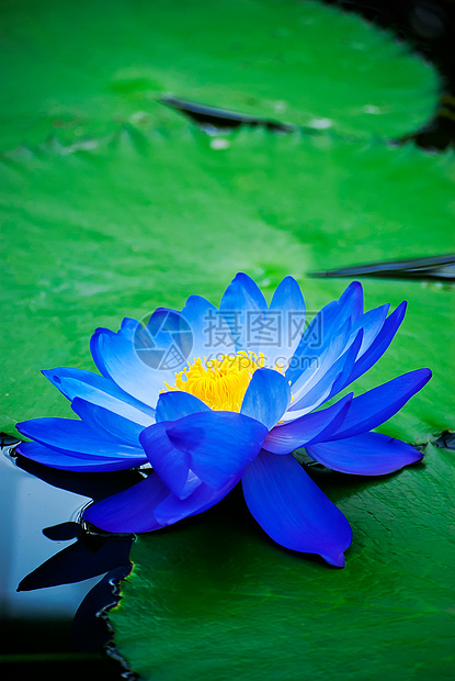 水百里荷花百合季节蓝色花瓣花园植物池塘植物学反射图片