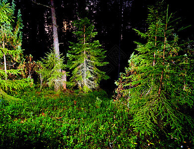 夜林荒野环境软木灌木丛地衣野生动物森林叶子树木苔藓图片