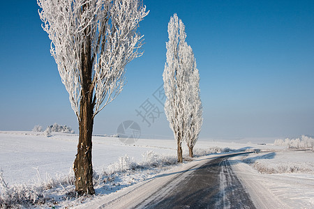 冬季公路蓝色天空草地树木线条阴影季节植物背景图片
