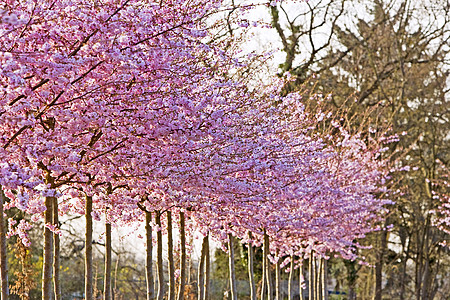 樱桃树植物群阳光场景季节樱花花瓣墙纸科学花园植物图片