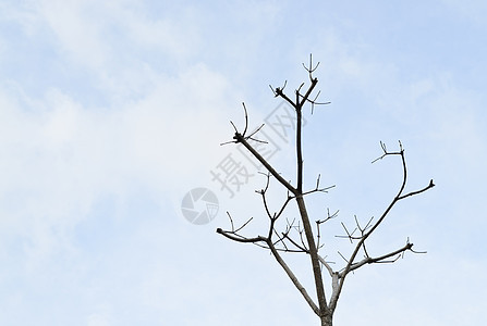 枯树枝对着蓝天死亡旅游戏剧性旅行悲伤孤独木头草地建筑学野生动物图片