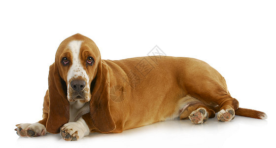 Basset 猎犬宠物主题家畜白色哺乳动物棕色脊椎动物犬类生物工作室图片